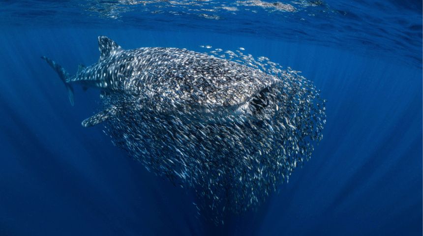 WhaleShark2 (860 × 480 px)
