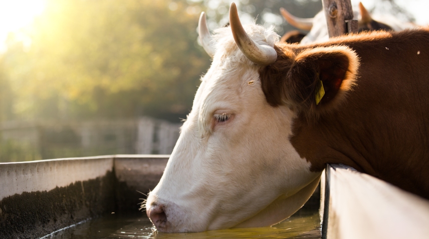 Close up shot of brown and white cow drinking from trough on farm