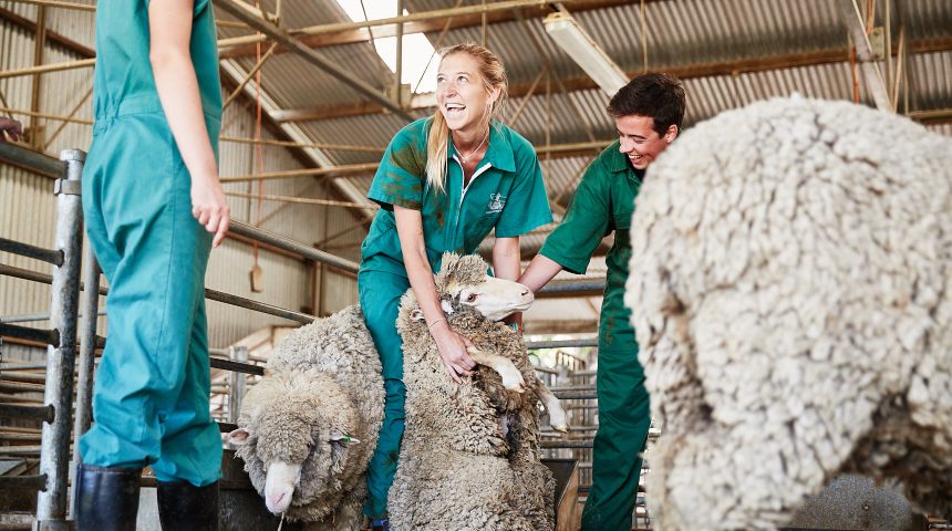 Murdoch students handling sheep