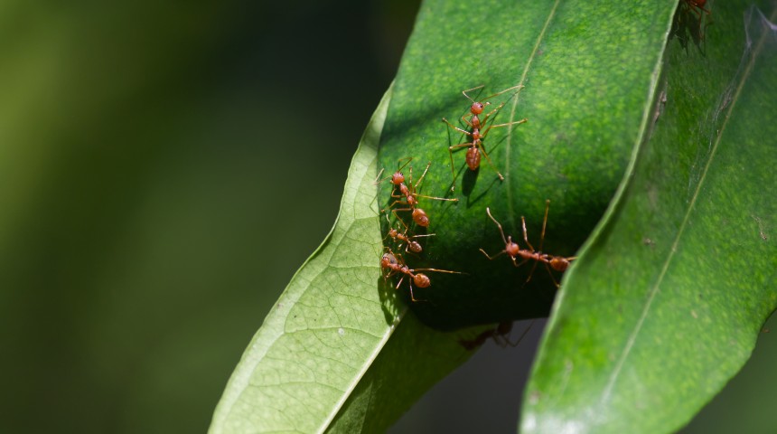 fire ants on a green leaf