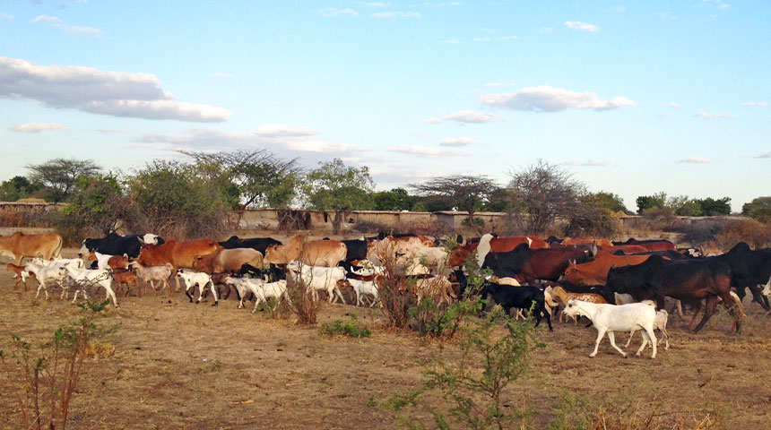 Herd of cattle livestock walking around a farm