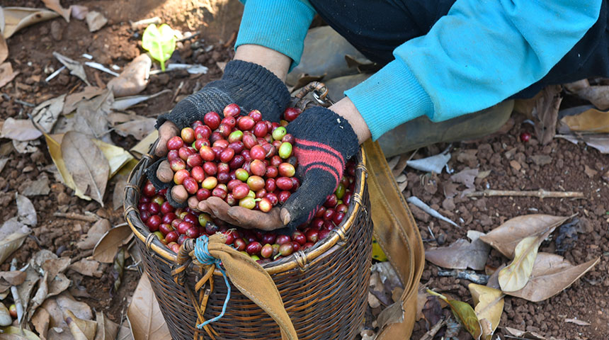 Arabica Coffee Farmer
