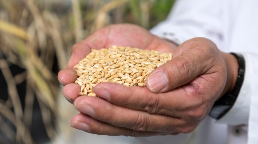 Hands holding barley grains