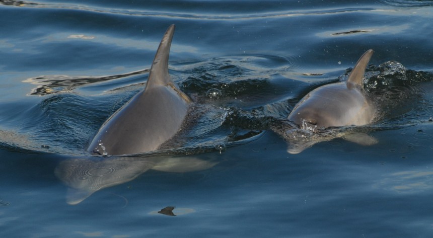 Two dolphins swimming in Bunbury waters