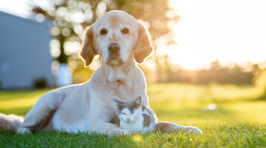 a cat and a dog relaxing together on the lawn in the sun