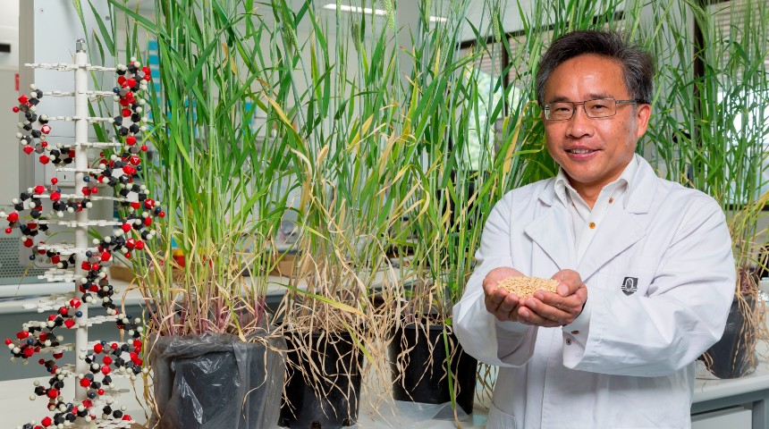 Professor Chengdao Li holding barley in a greenhouse