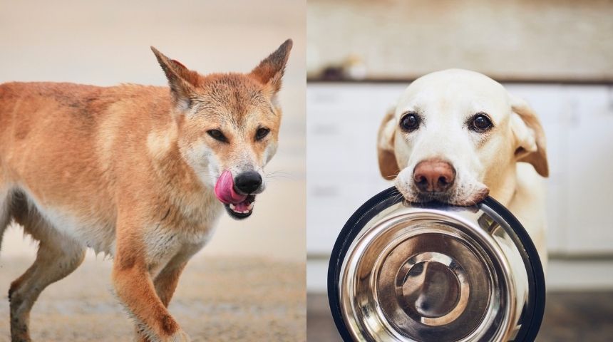 Dingo&Dog (860 × 480px)