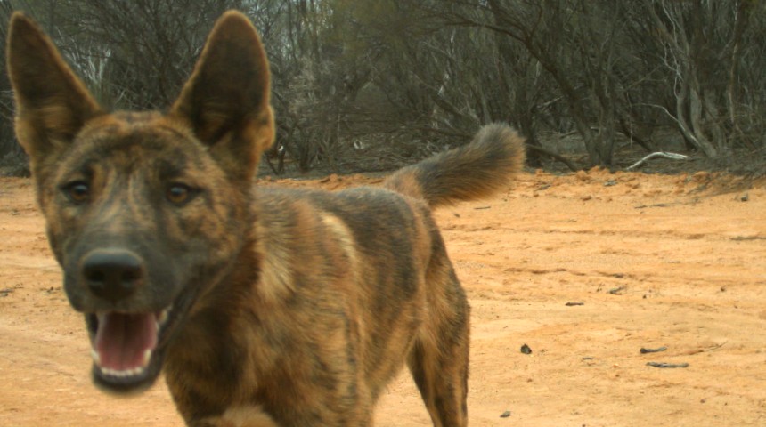 Dingo - feature image (860x480)