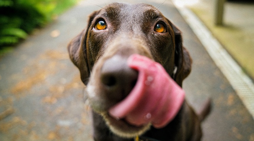 chocolate Labrador with his tongue sticking out