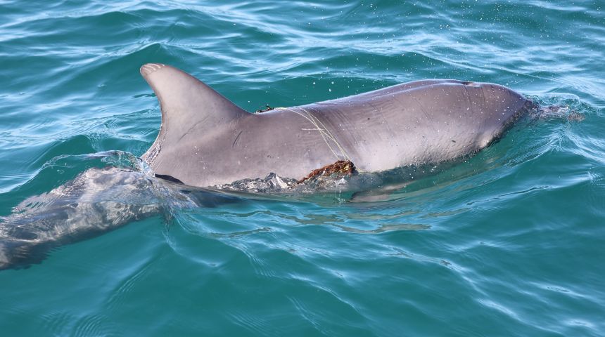 Bottlenose dolphin with fishing line wrapped around its dorsal fin