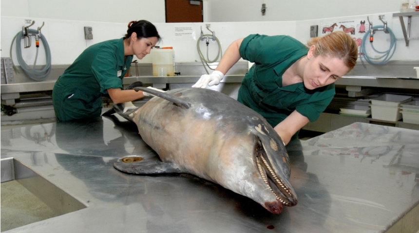 A dolphin undergoing a post mortem
