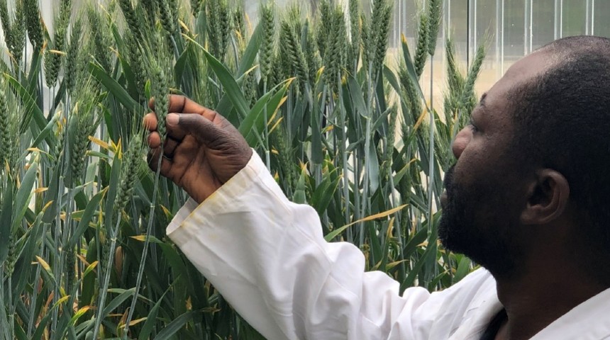 Murdoch University scientist, Dr John Fosu-Nyarko analysing modified wheat in a greenhouse