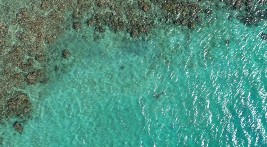 Drone view of dugongs