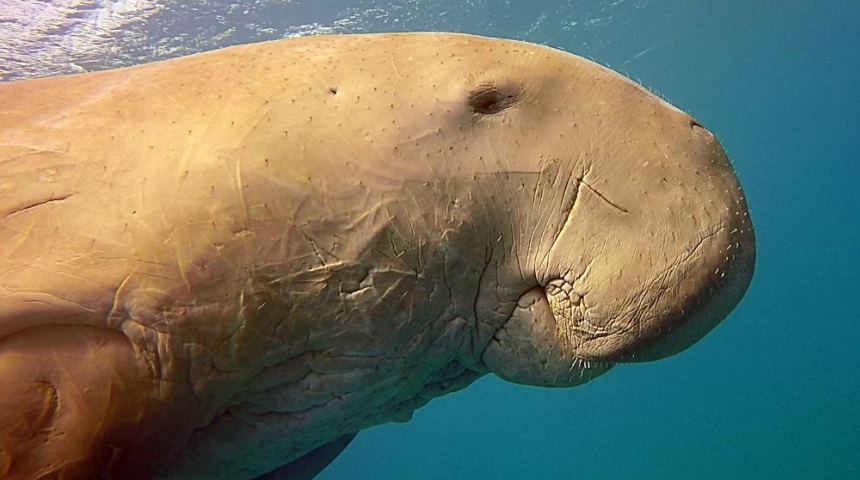 Close up of a dugong (Pic: Ahmed M Shawky)