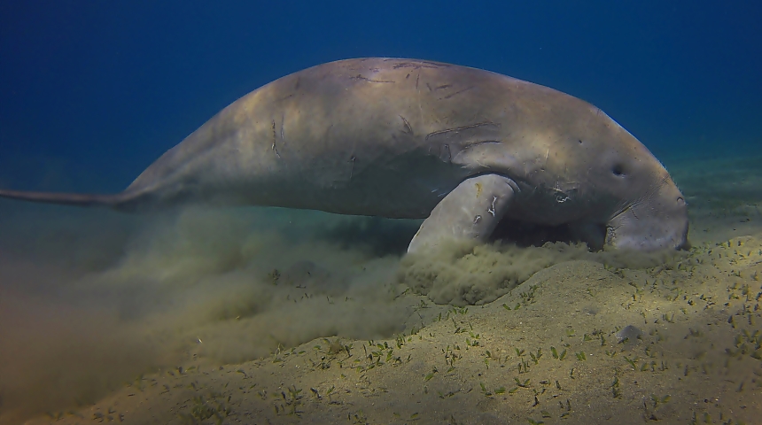 Dugong feature (pic Ahmed M Shawky)