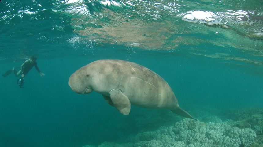 Dugong swimming in the coral reefs of New Caledonia