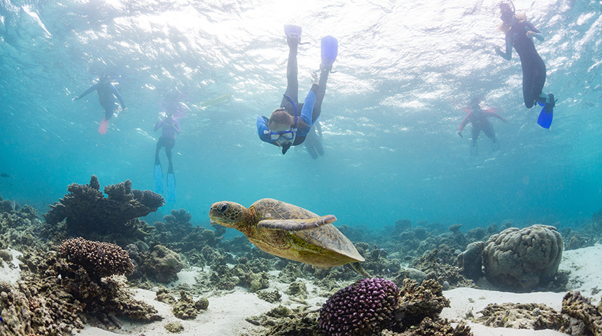 Students snorkelling over a turtle