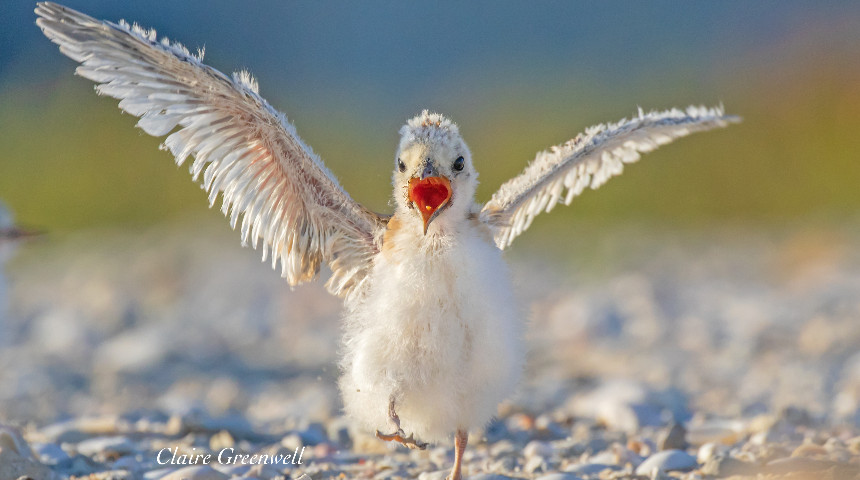 Fairy tern chick by Claire Greenwell