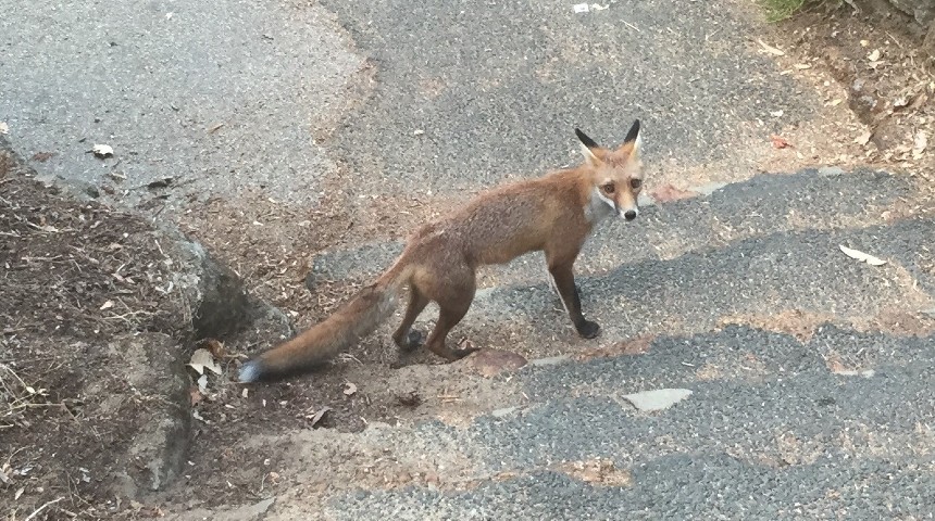 red fox in kings park