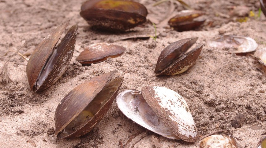Freshwater mussels in sand