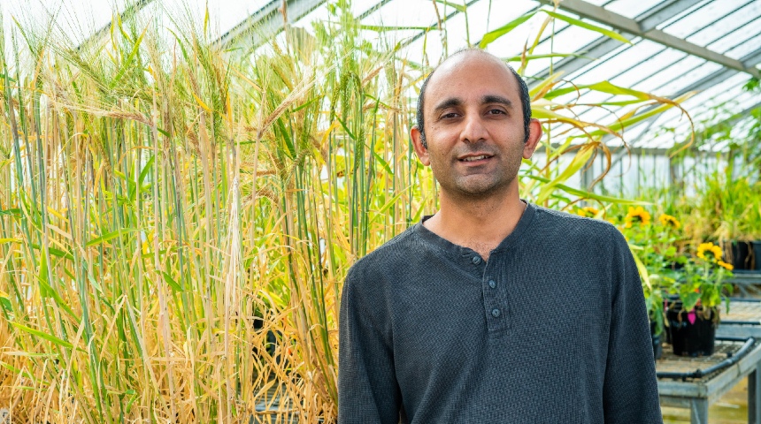 Dr Jatin Kala standing in a greenhouse with barley