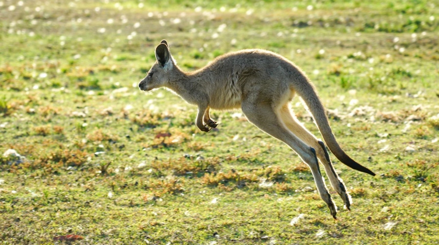 Kangaroo jumping in paddock