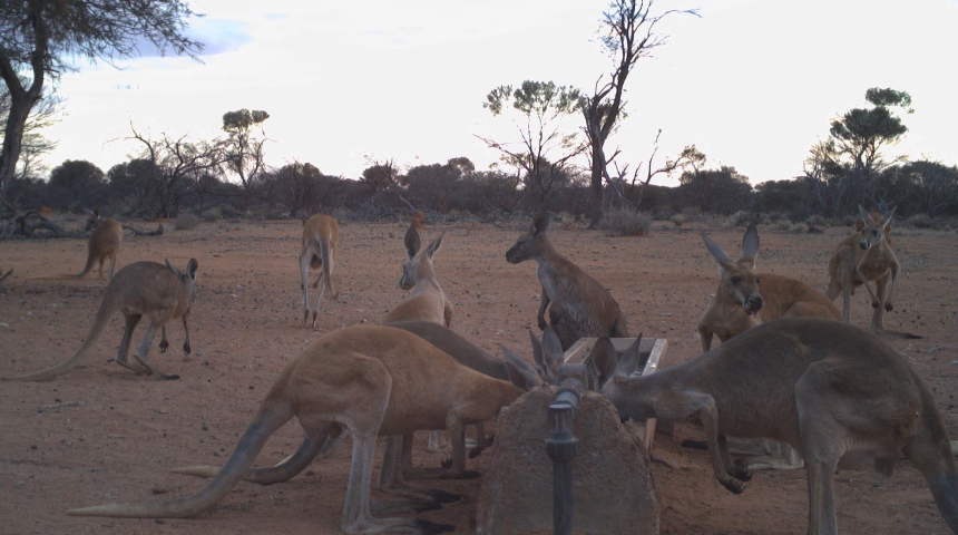 Mob of kangaroos at drinking trough