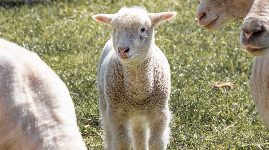Lamb looking at camera from between to ewes