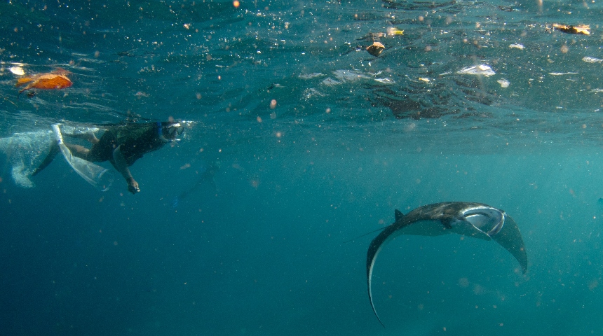 A swimmer watching as a manta ray swims through debris in the ocean
