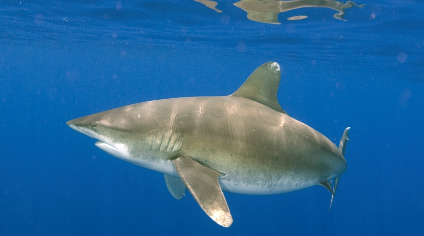 Oceanic whitetip shark Lance Jordan feature