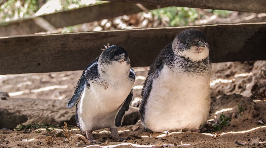 Penguins at Penguin Island