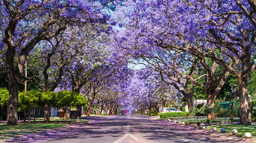 Street lined with flowering purple Jacaranda trees
