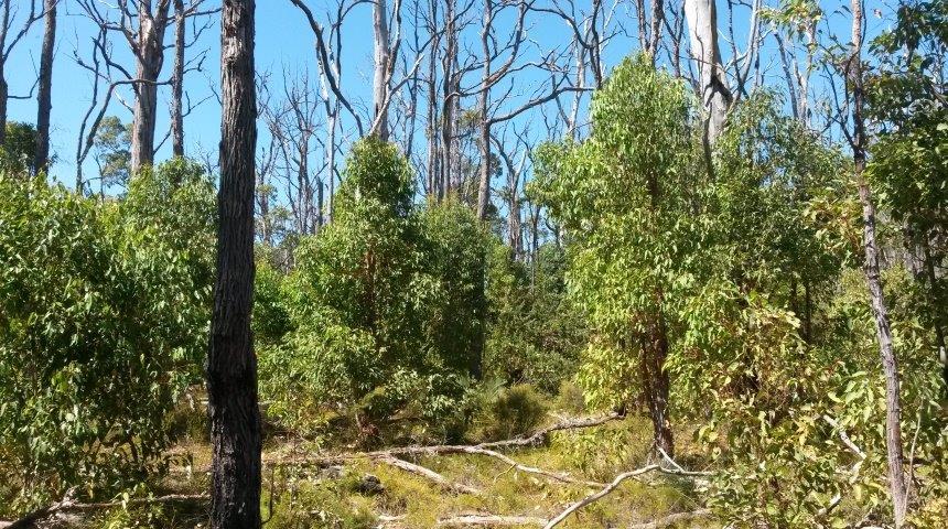 Regrowth in the Northern Jarrah Forest
