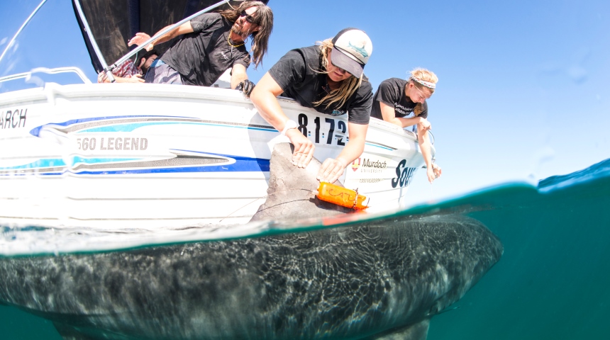 Researchers tagging a tiger shark By Alex Kydd