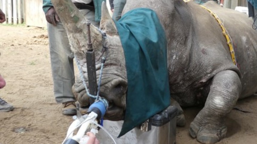 Diagnosing tuberculosis in African buffalo and elephants