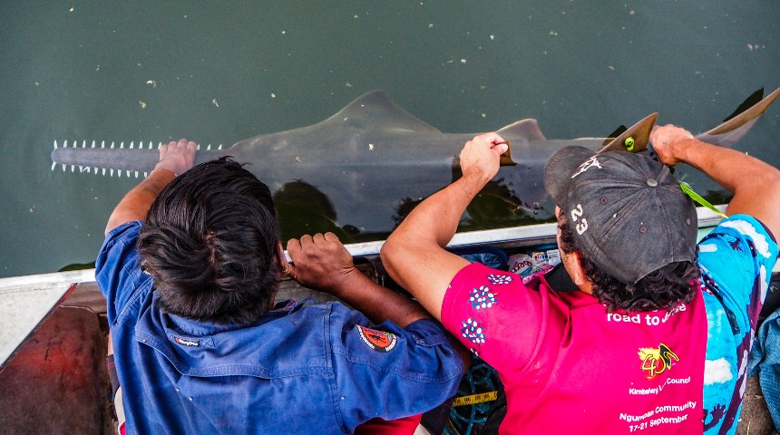 Two people handling a sawfish off a boat