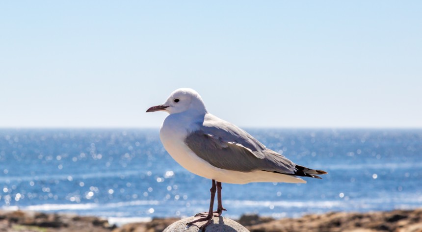 Seagull standing on a pylon