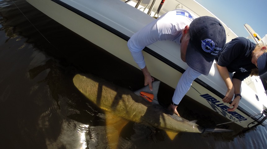 two researchers tagging bull sharks