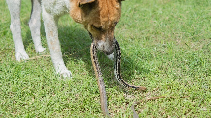 dog holding a snake in mouth