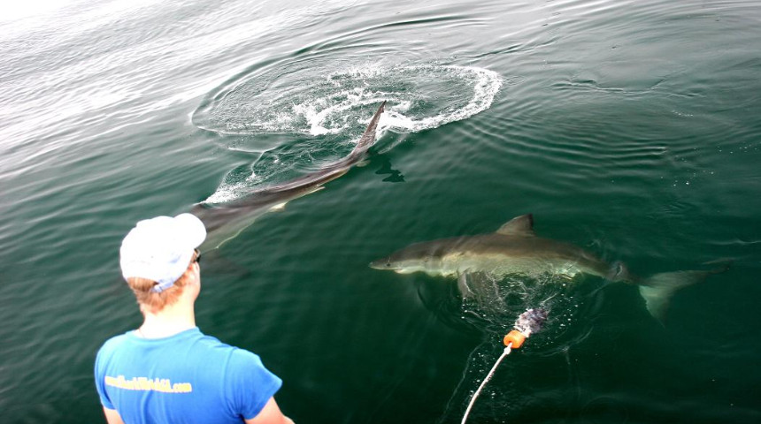 Tagging white sharks