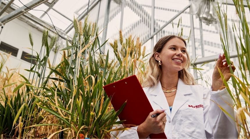 Student in greenhouse inspects barley