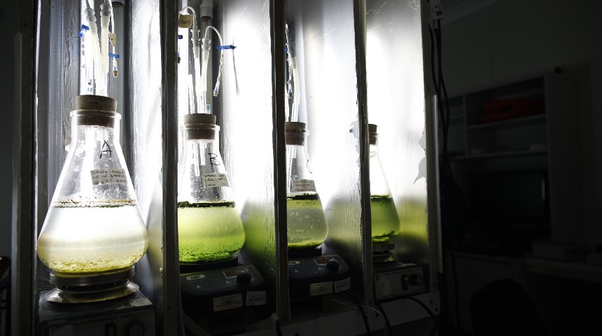 algae and water in beakers 