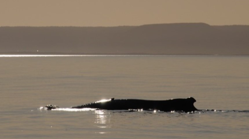 Whale at dusk Exmouth