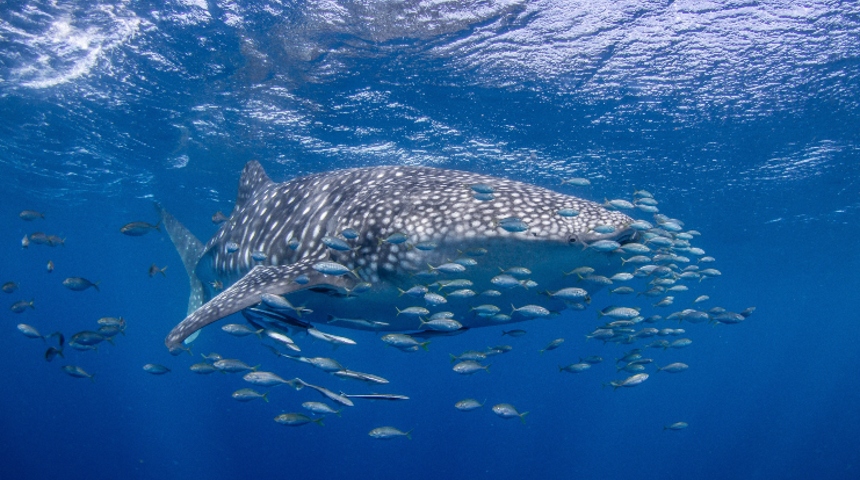 Whale shark and friends