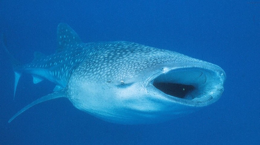 whale shark in water