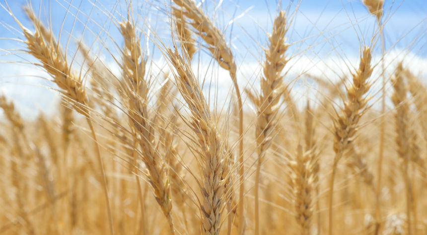 Gene study gives hope for low allergy wheat breeds