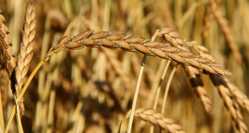 Wild emmer wheat field 