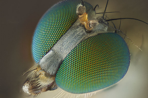 A close-up image of fly