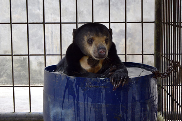 Hitam sits in a blue barrel filled with water