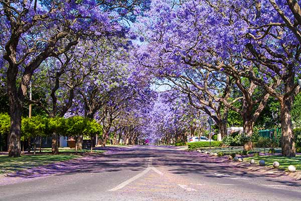 Street lined with flowering purple Jacaranda trees